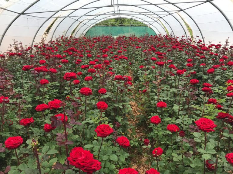 نقيب أصحاب مزارع الأزهار والشتول: هذا القطاع يتكبد خسائر هائلة…