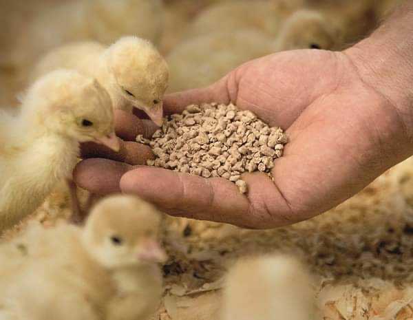 بعد المازوت… تهريب “العلف” المدعوم!