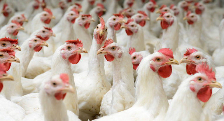 نقابة الدواجن: التزمنا تسعيرة الوزارة وخفض الاسعار الى المستويات المطلوبة هو قرار لافلاس القطاع وشطبه من الوجود