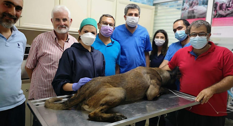 أول عملية زرع أسنان لكلب في لبنان