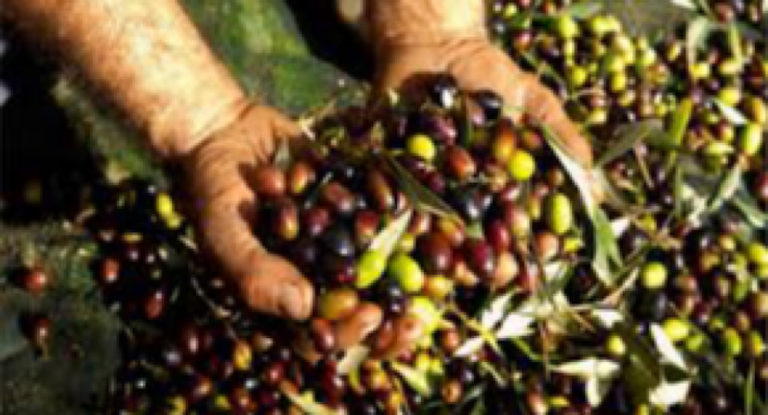 “الزراعة” تطلق حملة لترويج زيت الزيتون اللبناني