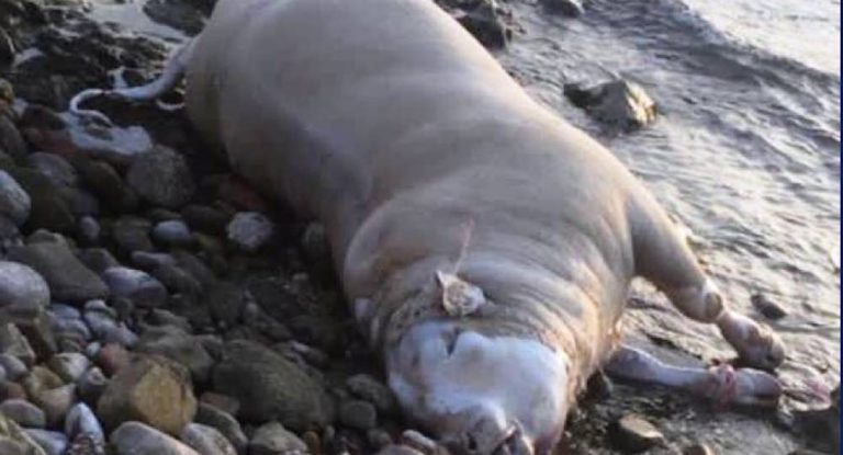 بقرة نافقة عند شاطىء الكورنيش البحري في عمشيت