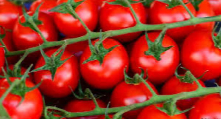 لماذا وصل كيلو البندورة إلى الـ7 آلاف ليرة؟