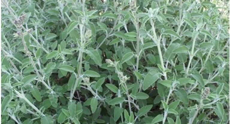 خلية الازمة في الحروف-جبيل : لمنع قطف النباتات الطبية والعطرية لاسباب تجارية