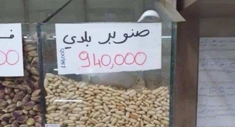 الصنوبر يربح المليون!