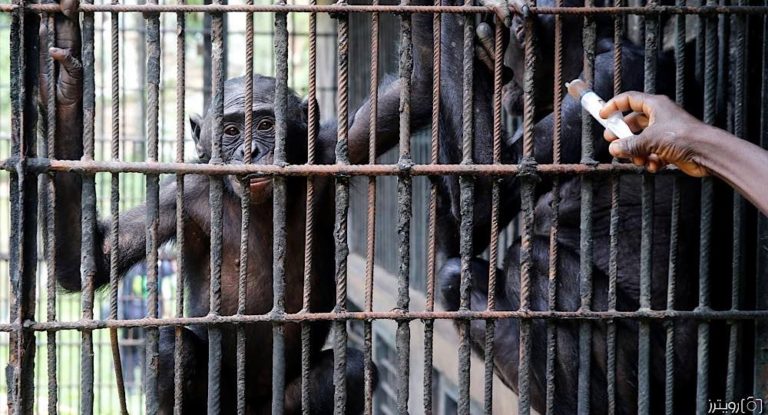 حديقة حيوان سان دييغو تلقح قرودا ضد كورونا