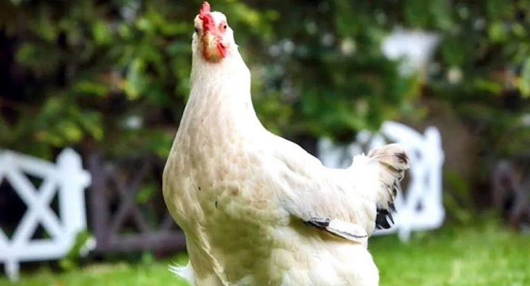 يسرقون المواشي والدواجن!