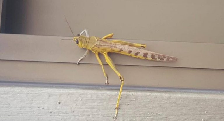 هل وصل الجراد الى بلاد جبيل ؟