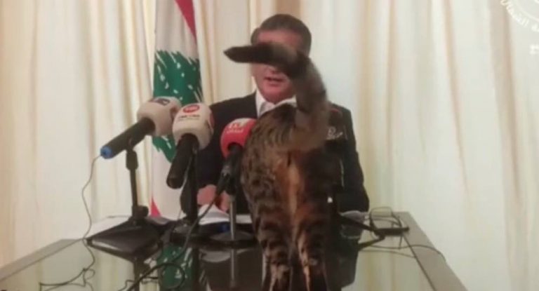 بالفيديو – لحظة طريفة لهرّة تقتحم المؤتمر الصحافي لنائب لبناني