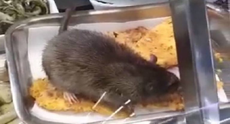 بالفيديو: زبون يصور جرذا بسوبرماركت وجده يأكل من طعام جاء ليشتريه