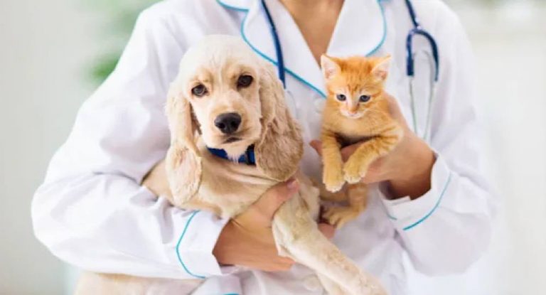 طب بيطري خارج حدود العيادة