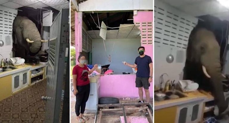 بالفيديو  – فيل يقطحم مطبخاً …