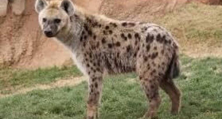 الرعب يسود بلدة عمشيت والبلدية تنبّه الأهالي.