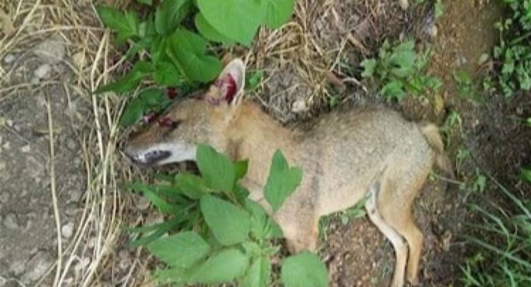 جريح بعضة حيوان مفترس…اليكم التفاصيل .