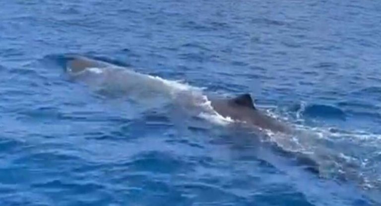 بالصور- حوت يسبح قبالة شاطئ البترون… “عائلة من الحيتان في البحر”