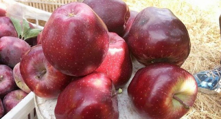 مناشدة للمسؤولين لإنقاذ موسم التفاح