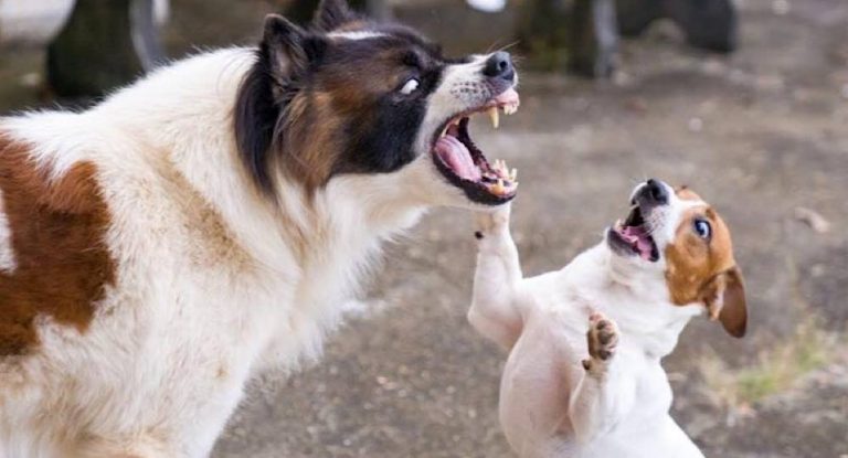 كارثة في المتن.. يذبحون الكلاب ويبيعون الكيلو بخمسين ألف ليرة!