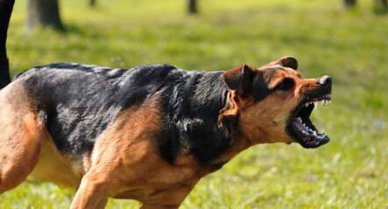 بالتفاصيل…حادثة مروّعة داخل مزرعة كلاب في لبنان