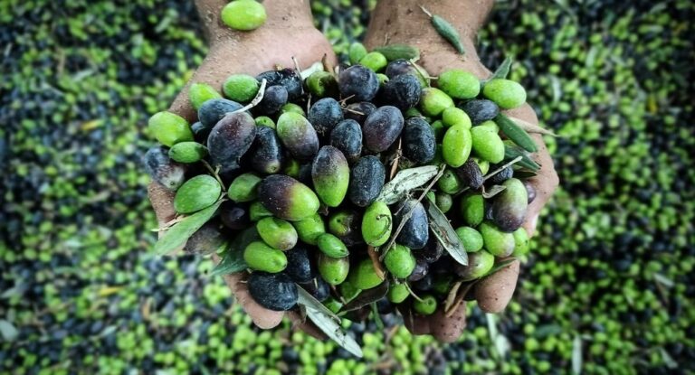 موسم الزيتون بالدولار؟!