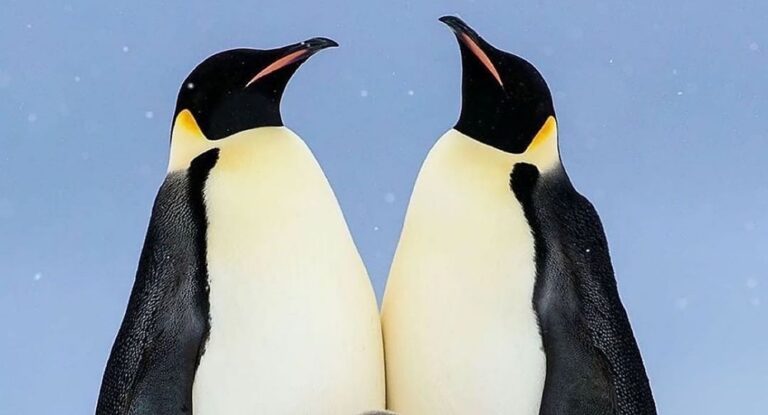 معلومة بتفيدك – هل البطريق مهدّد بالإنقراض؟