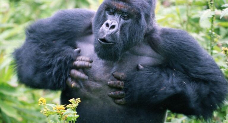 بالفيديو – غوريلا ترقص عسطوح بيروت!