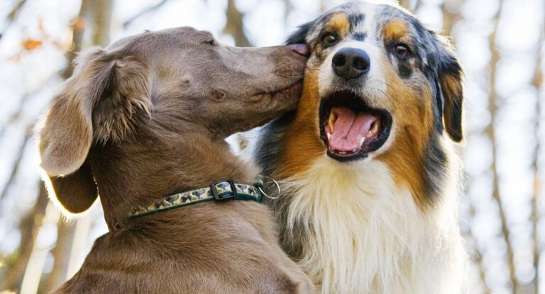 بالفيديو-أول شركة طيران خاصة بالكلاب