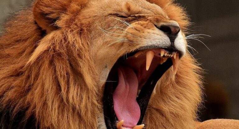 أسد يهاجم طفل في حديقة الحيوانات بنهر الكلب