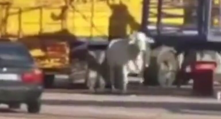 بالفيديو – ثور هائج في مرفأ بيروت يثير الرّعب