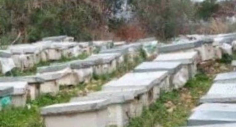 مجزرة بيئية…تسميم أكثر من 200 قفير نحل