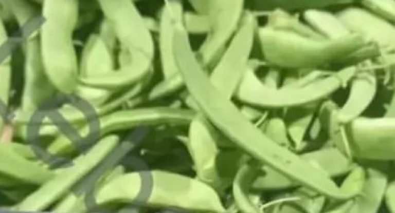 بالصورة – سعر خيالي لكيلو اللوبية!