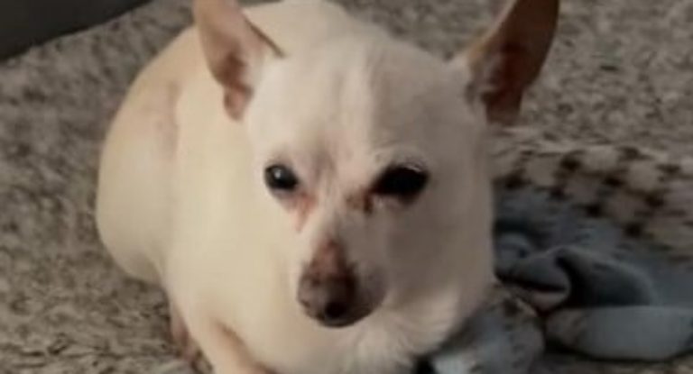 أكبر كلب في العالم يدخل غينيس… كم عمره؟