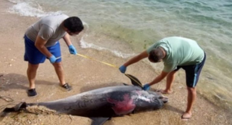 العثور على دلفين نافق على هذا الشاطئ اللبناني