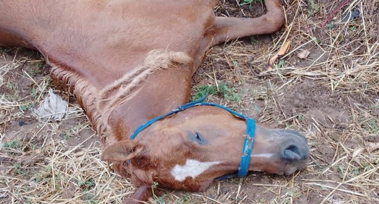 بالصور – خيول وأغنام نافقة بسبب العاصفة