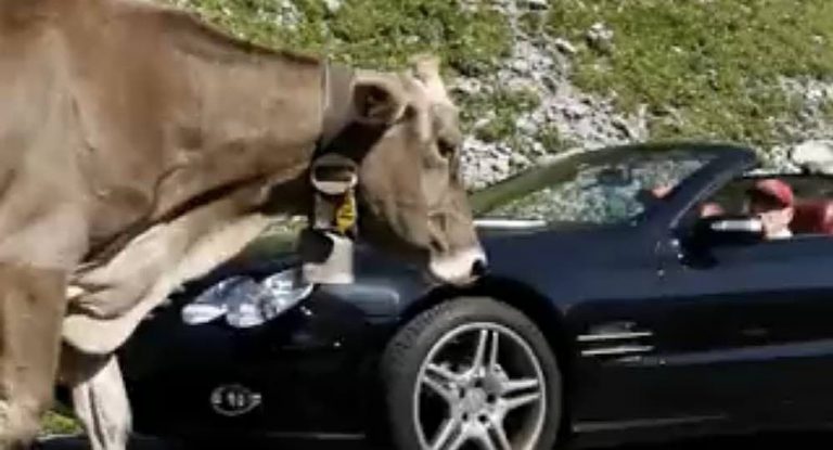 بالفيديو – البقرة أم السيارة.. أيهما أخطر؟