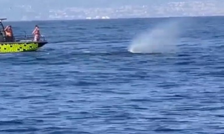 بالفيديو- حوت في بحر شكا!