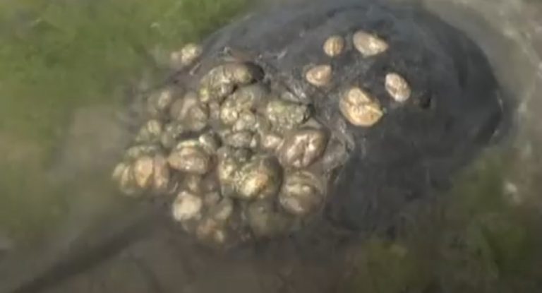 بالفيديو – ‏دم لونه أزرق ينقذ ملايين البشر.. فوائد طبية لا تتخيلها لسلطعون “حدوة الحصان”