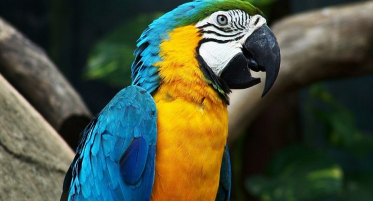 ببغاء شاهد على جريمة قتل.. وشهادته أُضيفت إلى التحقيق!