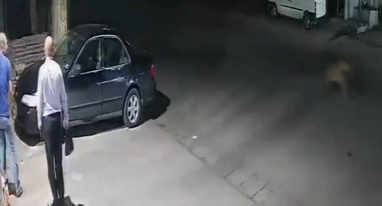 بالفيديو: ضبع يقتحم أحد المحلات التجارية في منطقة لبنانية!