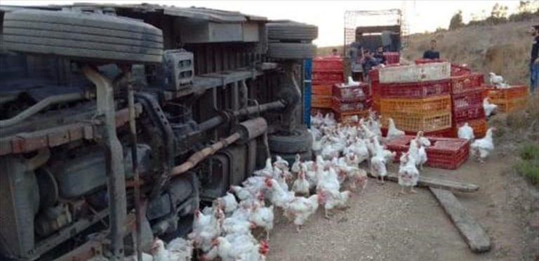 بالصّور – انقلاب شاحنة محملة بأقفاص الدجاج والبيض.. إليكم التفاصيل