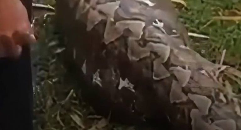 بالفيديو – مشهد مرعب.. العثور على جثة كاملة لامرأة في بطن أفعى