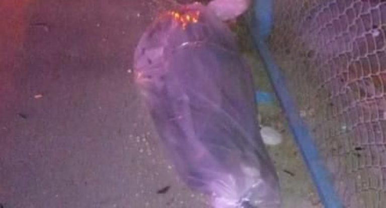 عاجل – بالصّور: جثّة على أوتوستراد المنصف!