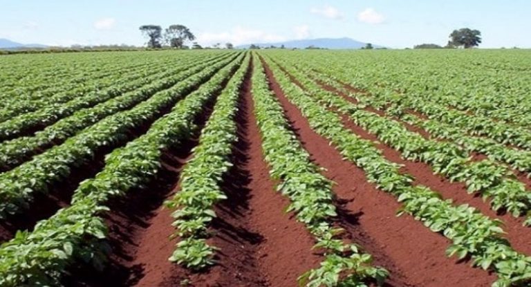 مشاكل القطاع الزراعي تتراكم… الكلفة ترتفع والخسارة كبيرة