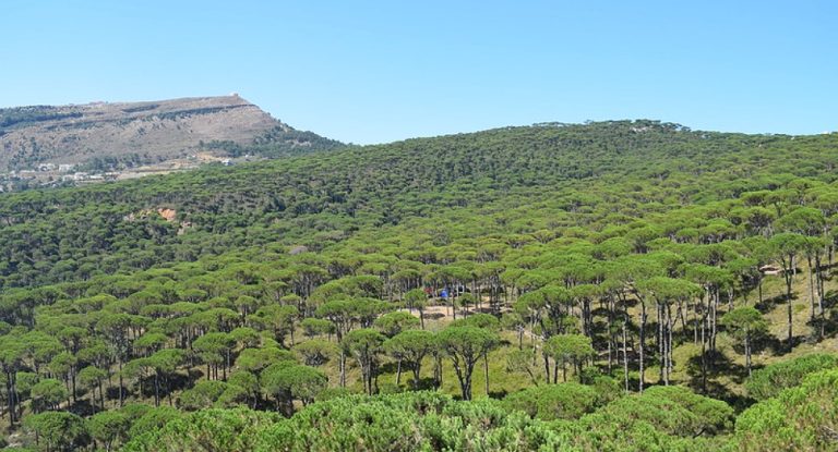 مسيحيون يبيعون أراضيهم… والمتموّلون غائبون!