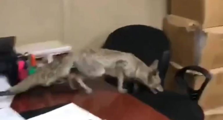 بالفيديو – ثعلب في الوزارة!