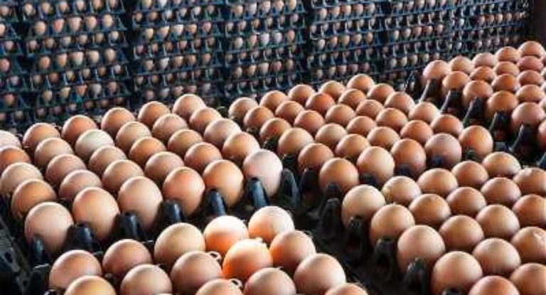 بسبب الدولار.. لن تتوقعوا كم بلغ سعر كرتونة البيض