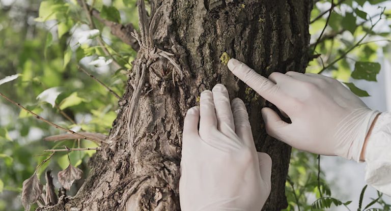 إنتاج ⁧‫بطارية‬⁩ مادتها الأساسية من ⁧‫الأشجار‬⁩ ! فكيف ذلك؟