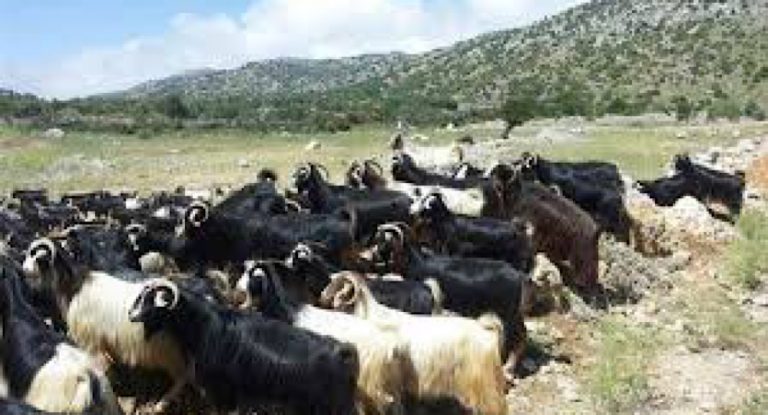 صاعقة ضربت القطيع.. والراعي نجا بأعجوبة