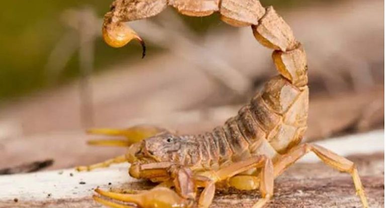 عقرب يلدغ سيدة على متن الطائرة!