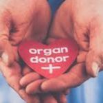 organ donor tabarou3