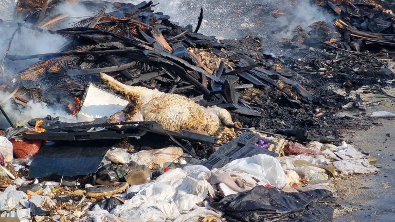 بالصّور – خاروف مشوي عالنفايات!